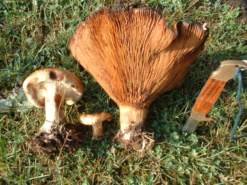 Paxillus involutus